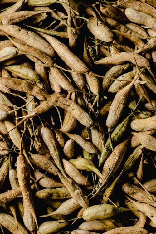 An Abundance of Harvested Dried Radish Pods