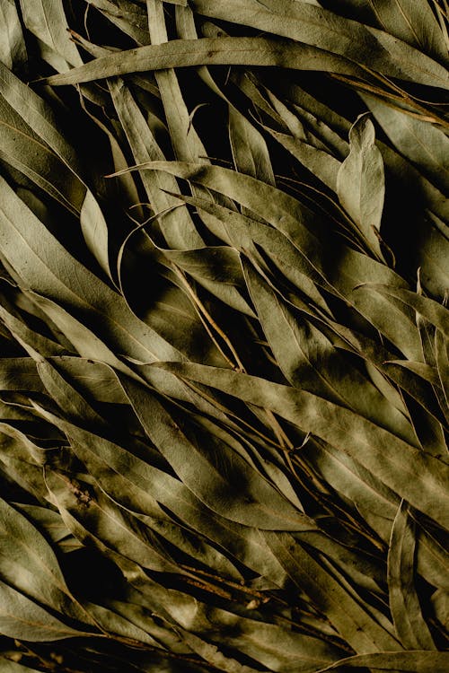 말린 잎의 회색조 사진