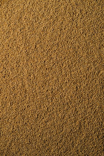 Amaranth grain seeds in a bowl showing tiny round golden seeds