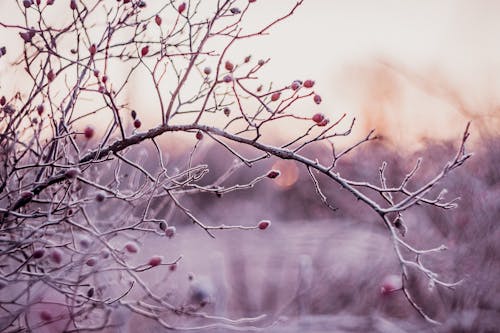 Бесплатное стоковое фото с бутоны, ветви, зима