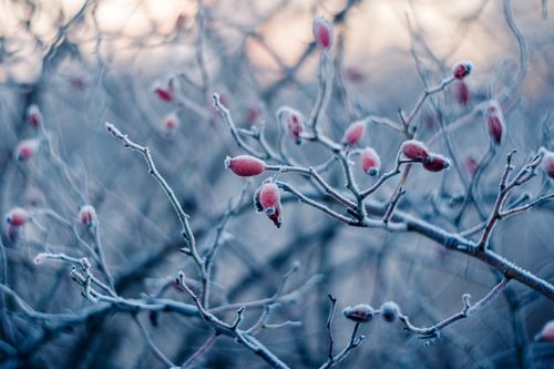 Free Close-up of frosty rose hips on branches, showcasing winter beauty. Stock Photo