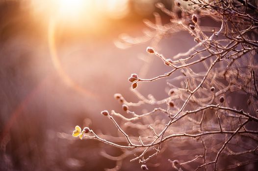 Frost-covered branches with buds basking in a warm winter sunrise glow.