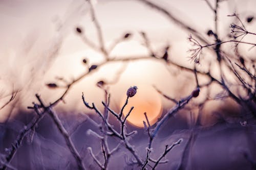 
A Close-Up Shot of Frosty Branches with Buds