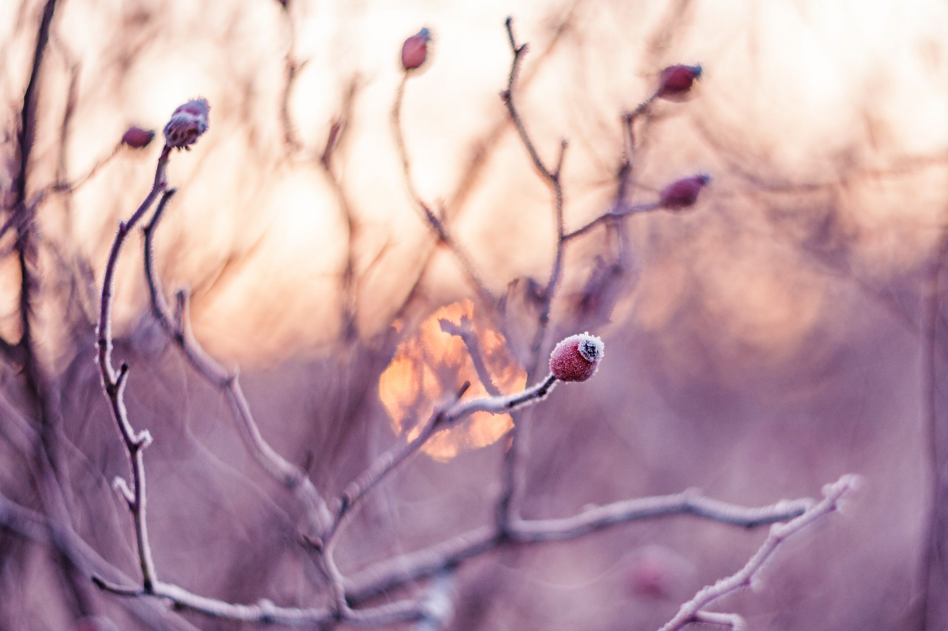 Close-up of frosty rose hips on branches against a serene winter sunrise backdrop.