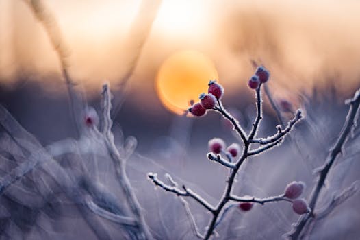 Close-up of frosty branches with red berries glowing in sunrise light.