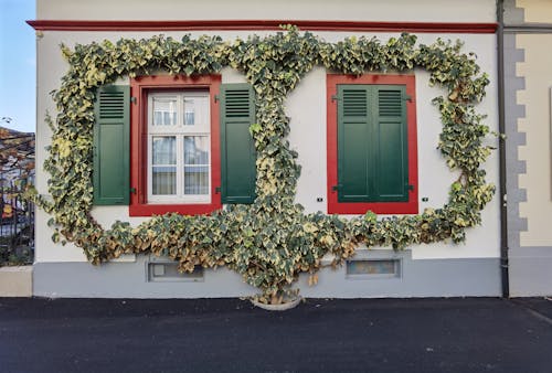 бесплатная Бесплатное стоковое фото с здания, зеленые листья, окна Стоковое фото