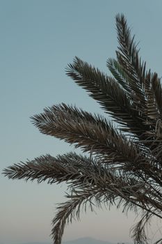 棕榈叶的极简主义镜头映衬着日出时分的天空，唤起一片宁静