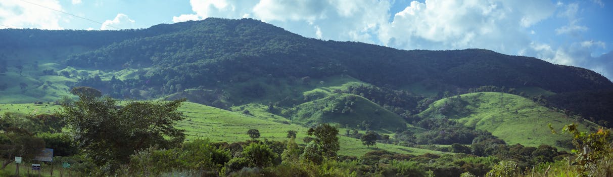 Panorama of grassy hills with lush bushes and trees growing near mountain with green forest against cloudy sky in sunny weather