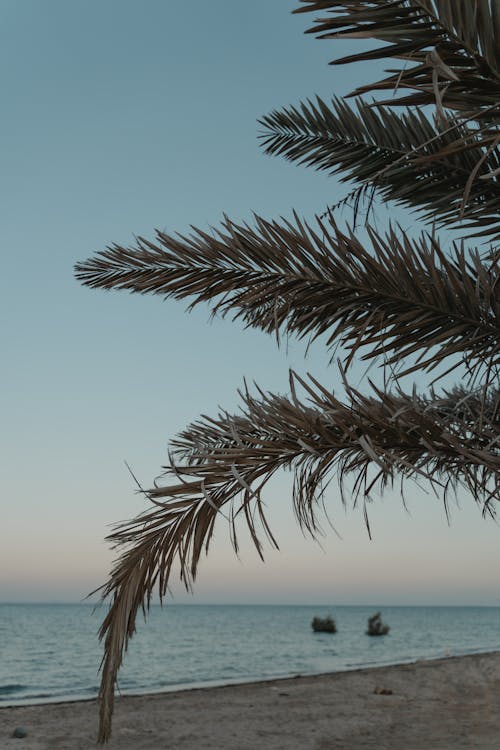 A Date Palm Tree on the Shore