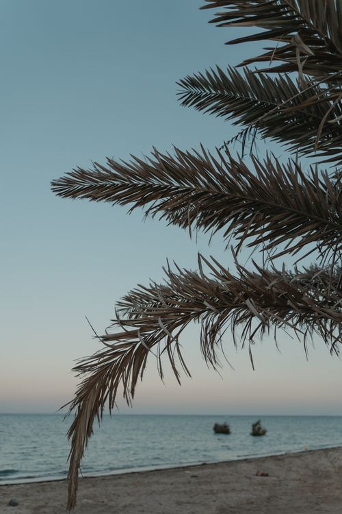 Free A tranquil beach scene with palm fronds and a distant ocean view at sunrise. Stock Photo