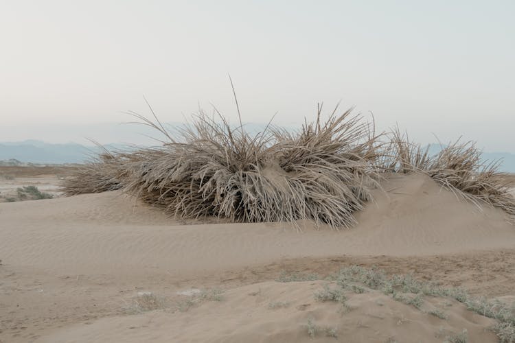 Withered Grass On Brown Sand