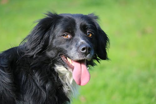 Portrait of a Dog with Tongue Out 