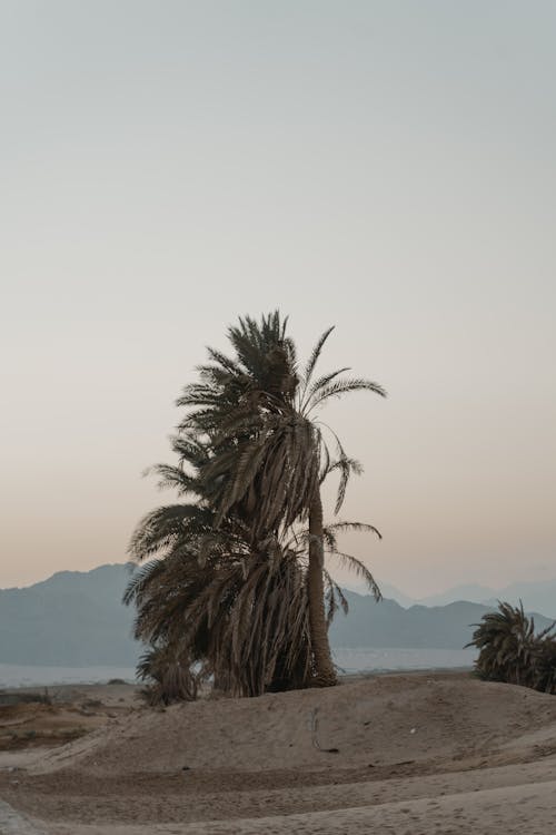 Free Palm Trees in a Desert Stock Photo