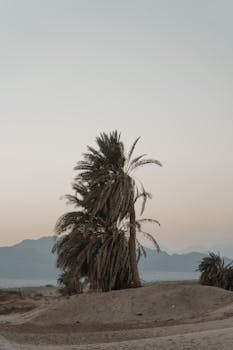 A serene view of palm trees in a desert landscape during twilight with distant mountains.