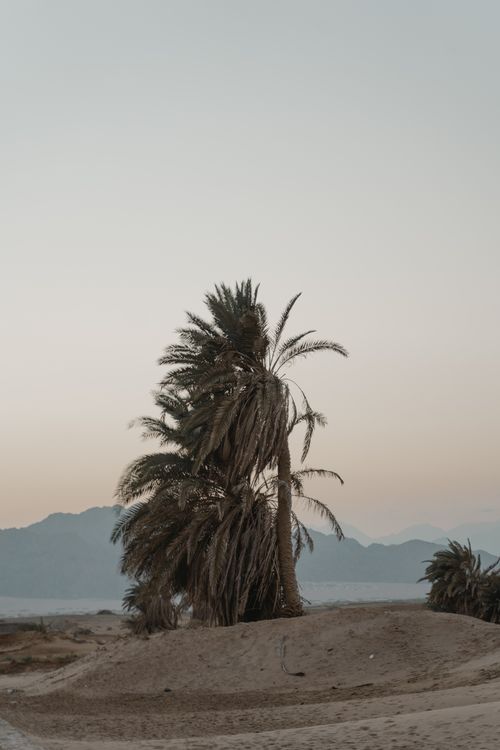 Free A serene view of palm trees in a desert landscape during twilight with distant mountains. Stock Photo