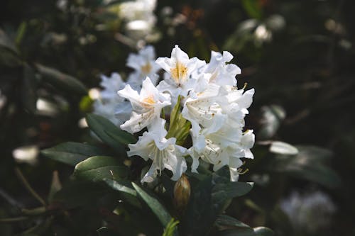 Delicate petals with lush leaves on shrub growing in summer park under sunlight