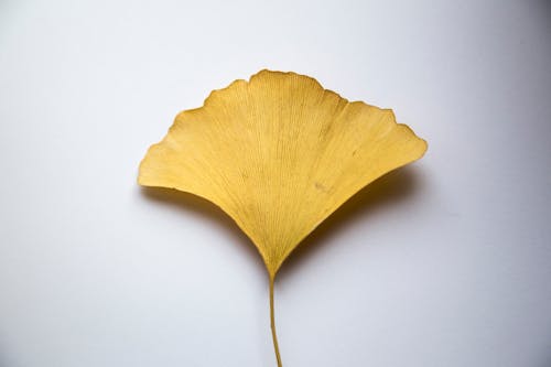 Free From above of dry leaf of Ginkgo tree on white surface in studio Stock Photo