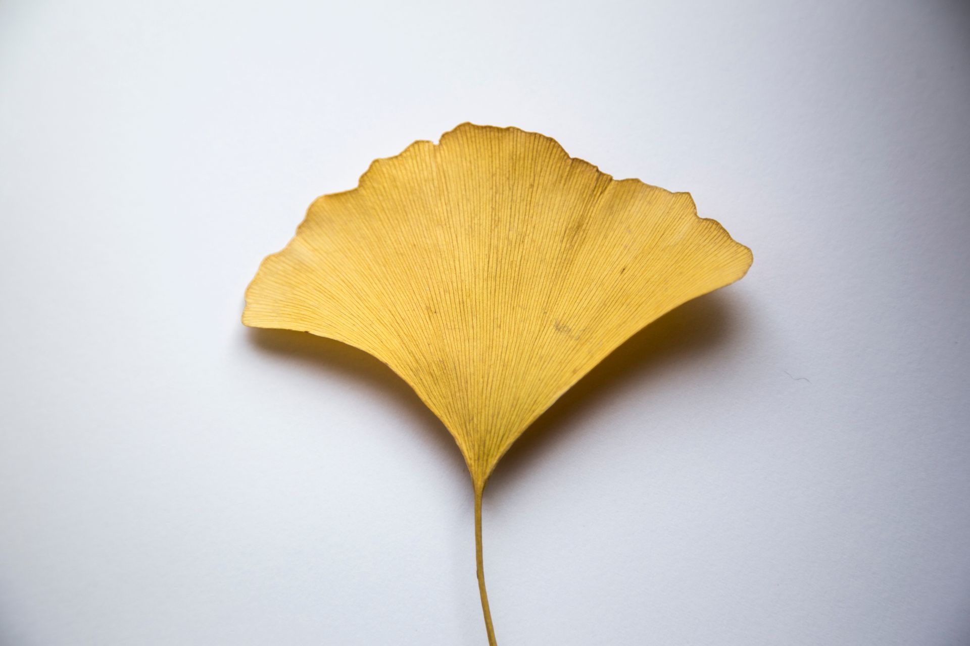 From above of dry leaf of Ginkgo tree on white surface in studio