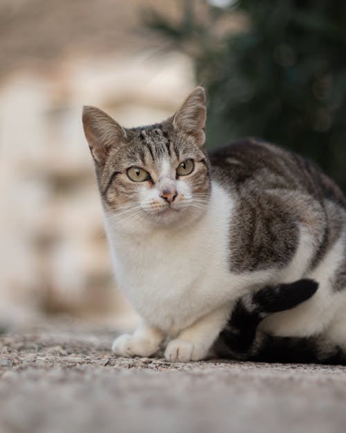 Close-Up Shot of a Tabby Cat