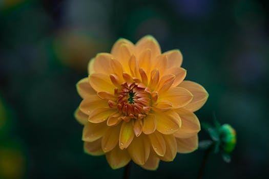 A vivid macro photograph of a yellow dahlia with dewdrops, showcasing nature's beauty.