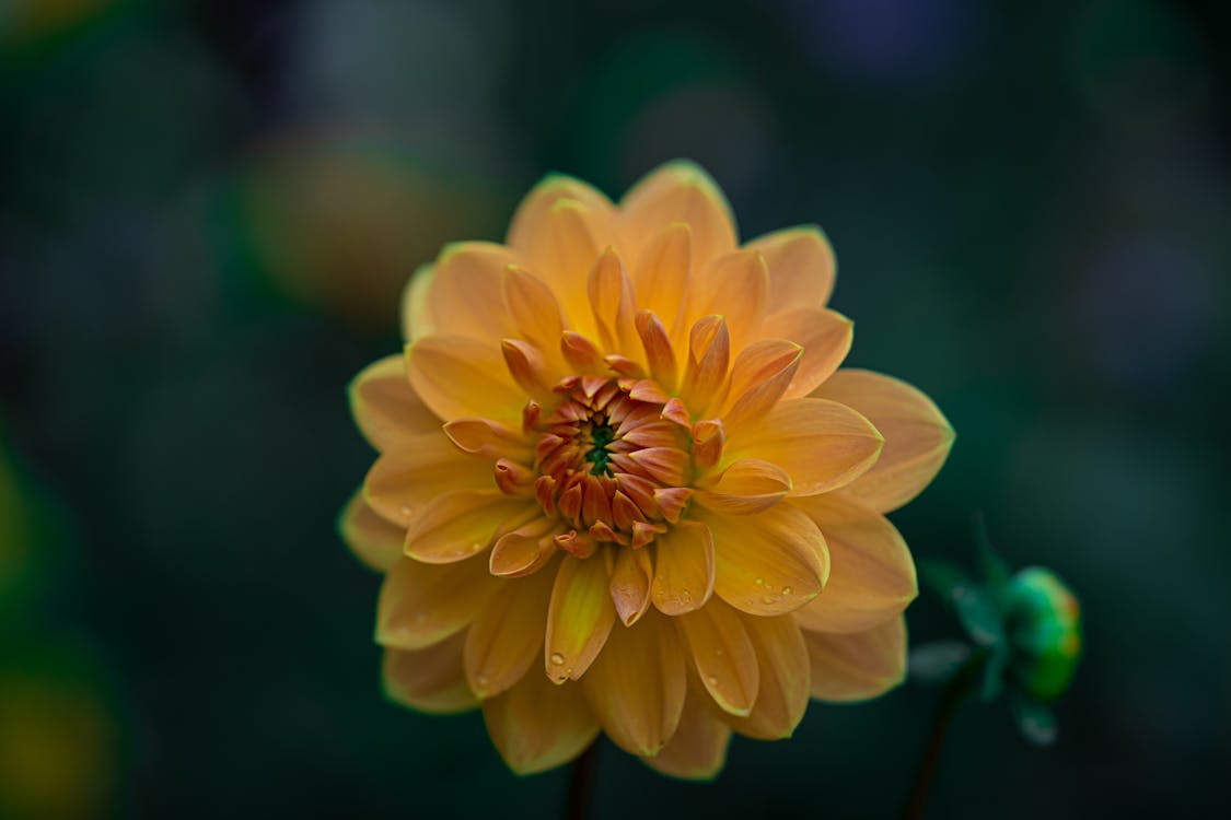 Macro Shot Of A Yellow Flower 
