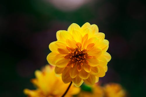 Vivid yellow blooming dahlia flower growing in lush garden in summer on blurred background