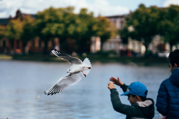 White Bird Flying Over A Body Of Water