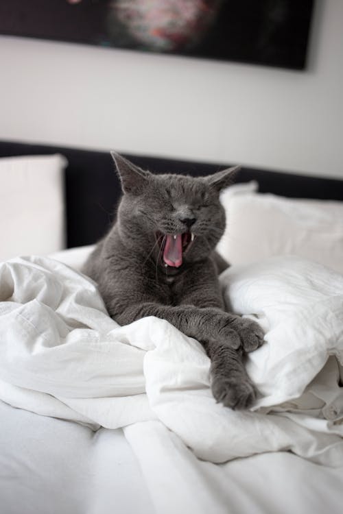 Free Adorable domestic cat with gray fur relaxing on blanket and yawning in bedroom Stock Photo