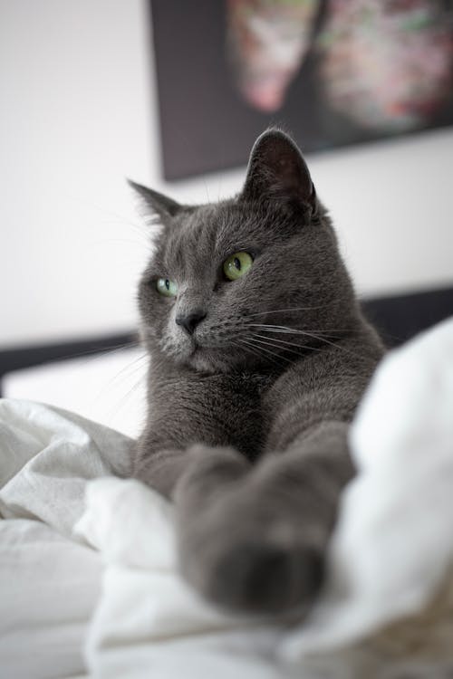 Low angle of graceful cat with fluffy fur relaxing on soft duvet in bedroom