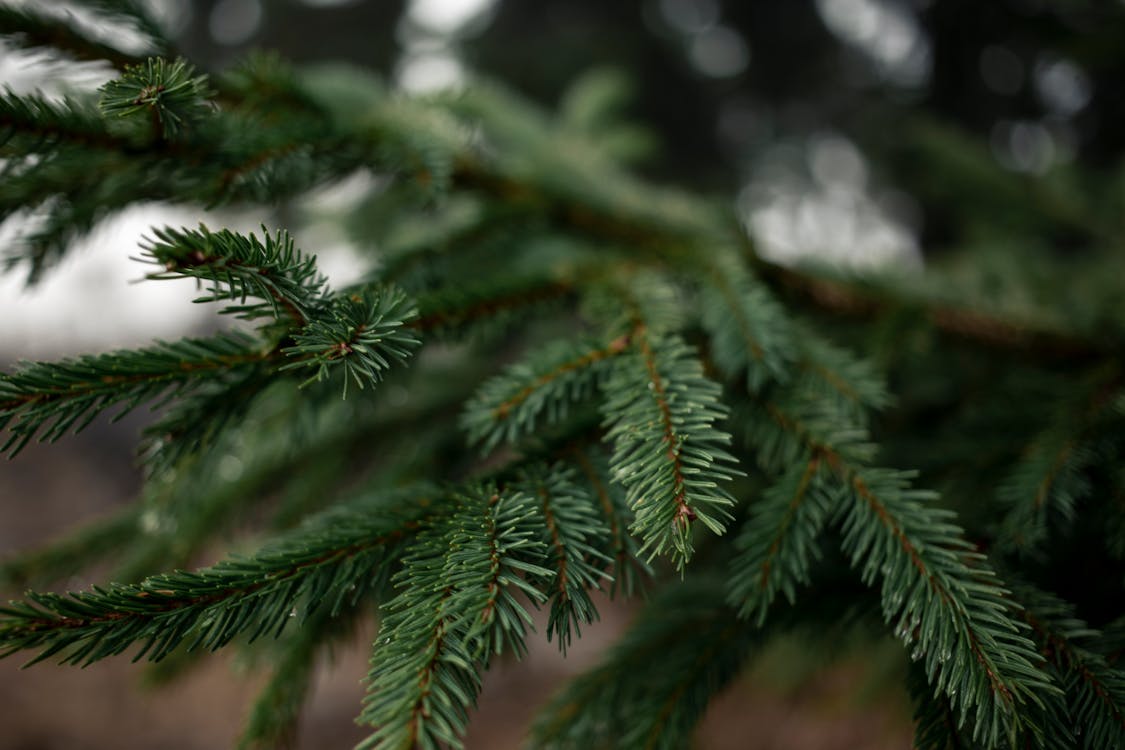 Branches of evergreen tree in forest