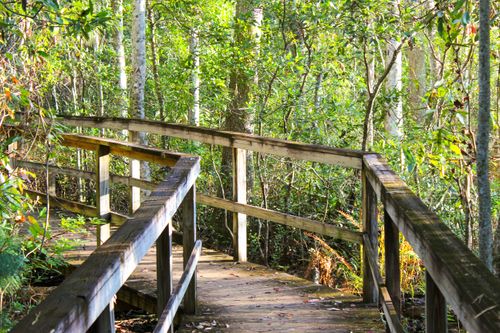 Free stock photo of boardwalk, nature Stock Photo