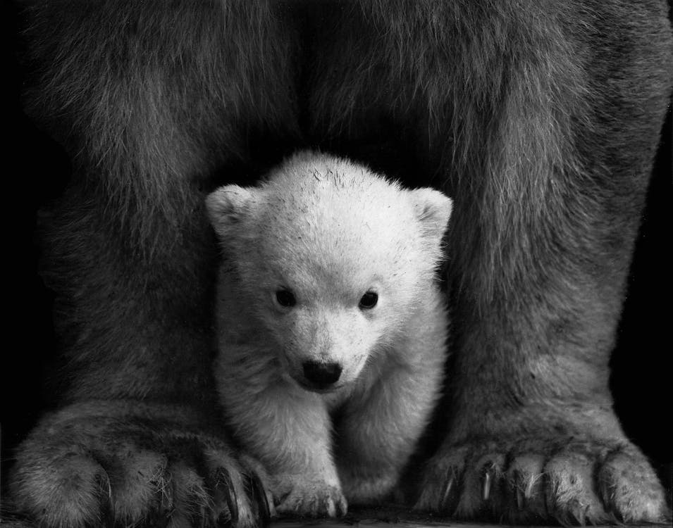Grayscale Photo of a Polar Bear Cub 