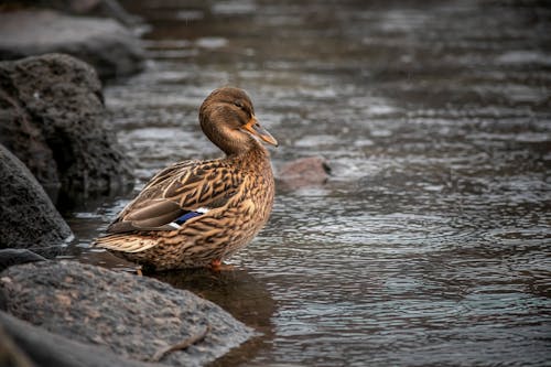 Kostenloses Stock Foto zu anatidae, anseriformes, ente