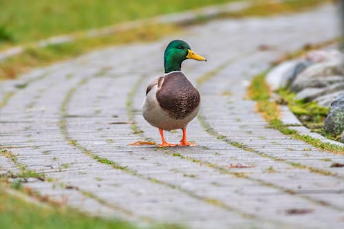 Close-Up Shot of a Mallard Duck 