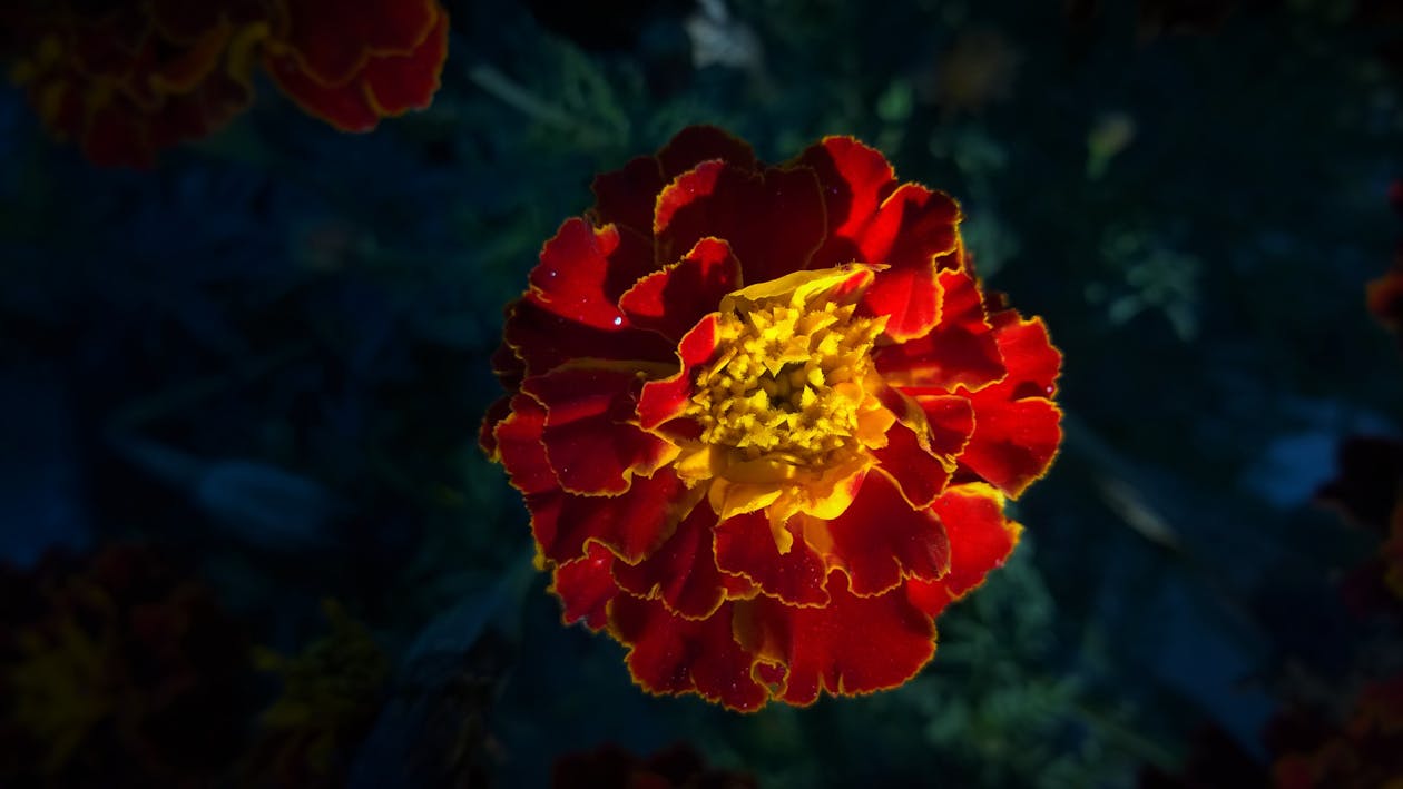 Bezpłatne Czerwony I żółty Kwiat W Pełni Kwitnący Zdjęcie z galerii