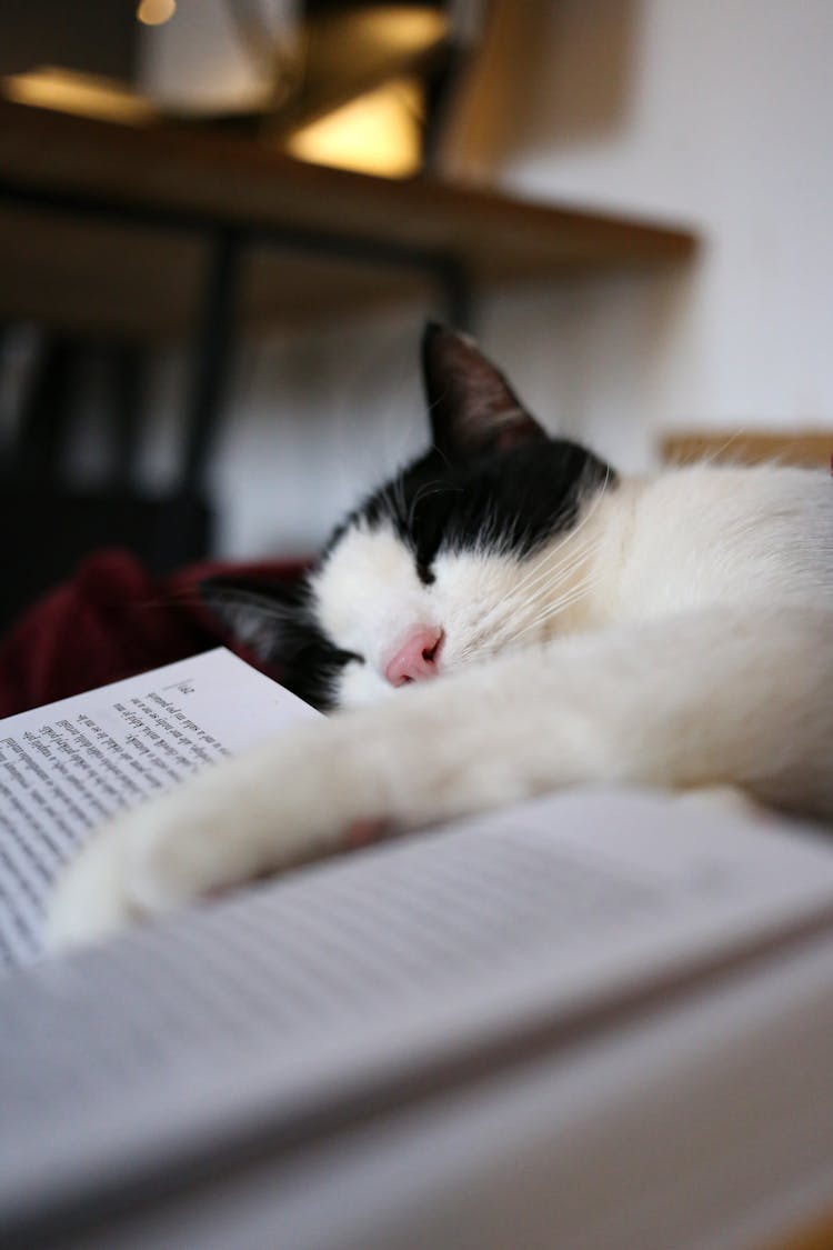 Close-Up Shot Of A Cat Sleeping 