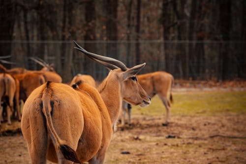 Graceful antelopes grazing in paddock