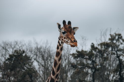 Spotted orange giraffe with long neck standing against tall green trees and cloudless sky in zoological park in nature on blurred background