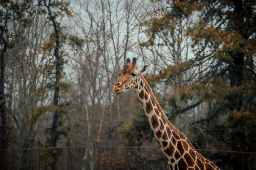 Free Giraffe with brown spots standing near metal enclosure in zoological park near tall coniferous trees and leafless plant in nature Stock Photo