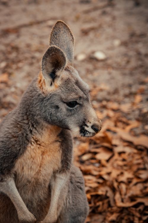 Free From above of cute gray kangaroo sitting on ground with fallen leaves in nature in exotic country on blurred background Stock Photo