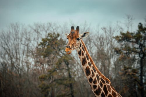 Tall giraffe with long spotted neck standing against leafless trees with coniferous plants and cloudless sky in national park on blurred background
