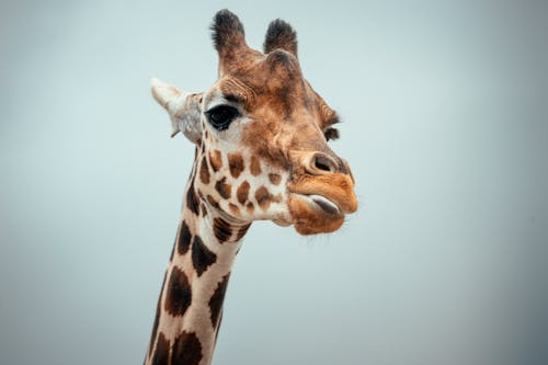 Giraffe against cloudless sky in nature