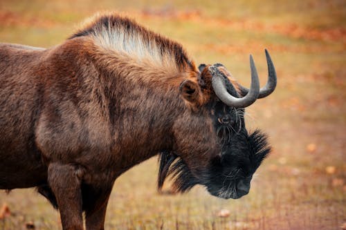 Large dark African bison with horns on head beard and mane standing on grassy terrain in nature on blurred background