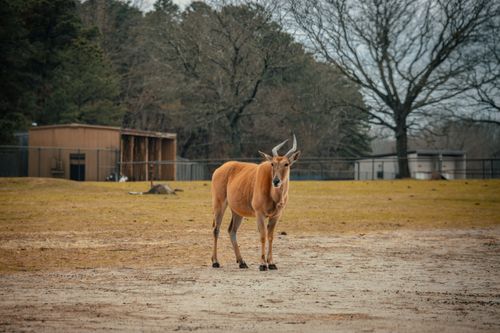 Free Brown Kanna antelope grazing in enclosure on farm in rural terrain with tall green lush trees and barns on background Stock Photo
