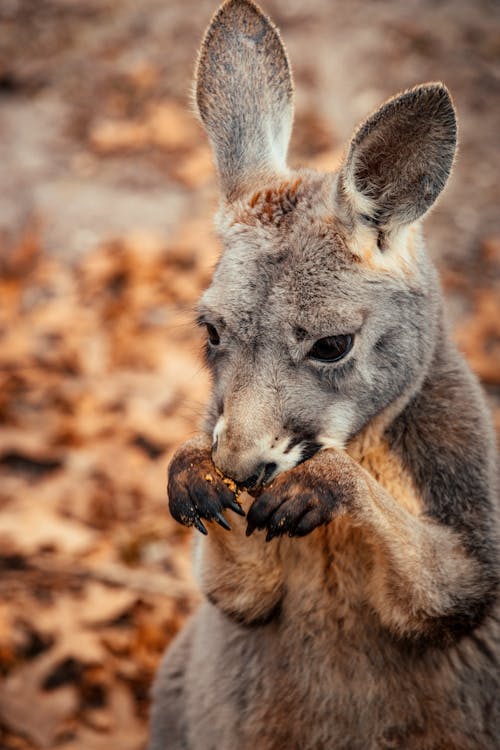 From above of marsupial animal with paws near muzzle standing on ground with fallen withered leaves on blurred background in nature