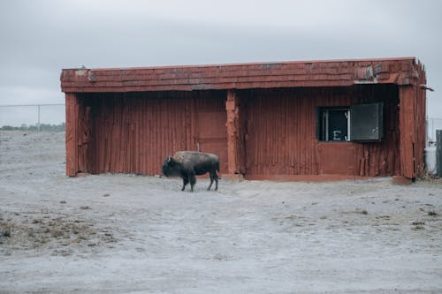 Lonely wild African bison standing near shabby structure while grazing in enclosure with fence against cloudless sky in overcast weather
