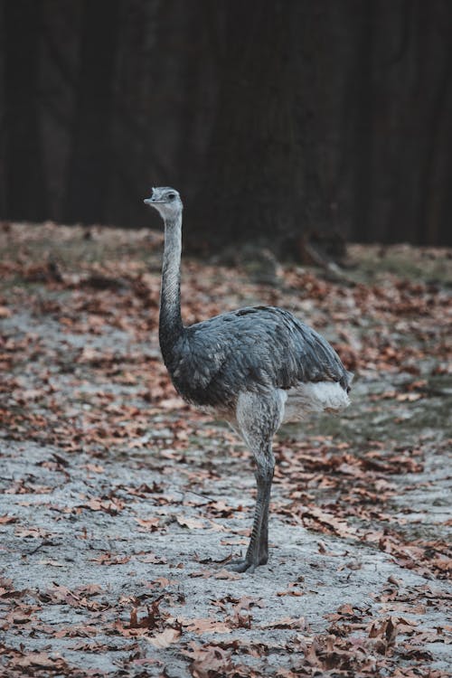 Nandu bird with gray plumage standing on ground with withered leaves and forest on blurred  background in reserve on fall day