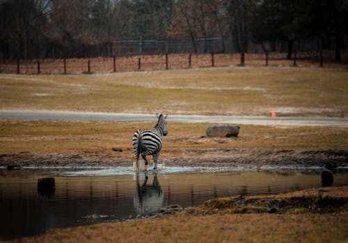Wild zebra walking on pond while pasturing on grassy terrain with fence and green trees on background in national park