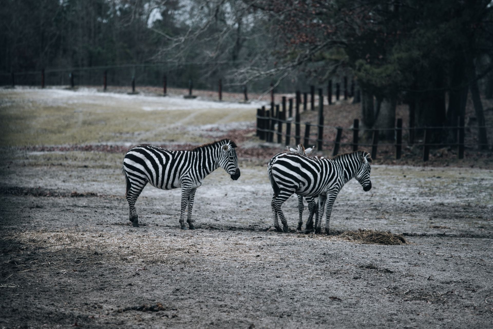 Three zebras standing in a rural fenced area, showcasing natural wildlife behavior.