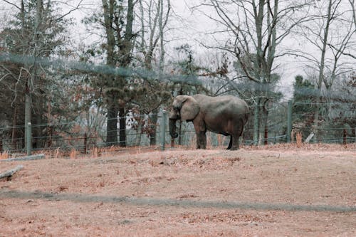 Gray elephant standing on ground near barrier in enclosure with tall green trees on background in rural terrain on cloudy weather